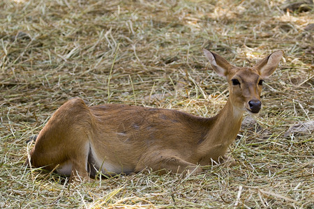 鹿的图像放松自然背景野生动物图片
