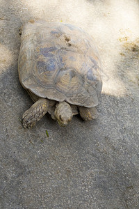 海龟在地面的图像Geochelonesulcata爬行动物图片