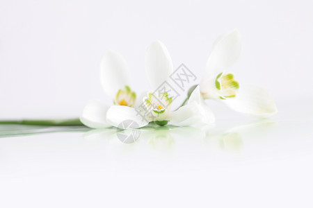 白色的春雪花朵背景图片