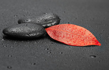 秋红叶和黑宝石图片