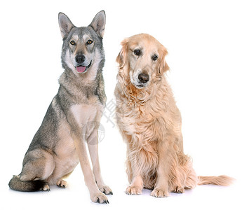 在白色背景面前的Sarloos狼犬和金色猎图片