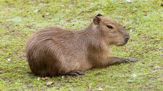 CapybaraHydrochoerus水电以绿草坪为单位图片