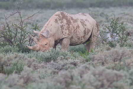 草原上犀牛动物危险的高清图片