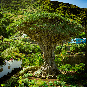 特内里夫岛伊科德洛斯维诺著名的10年龙树图片