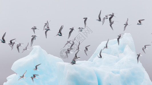 北极燕鸥Jokulsarlon的鸟人冰岛东南部的一个大型冰川湖背景