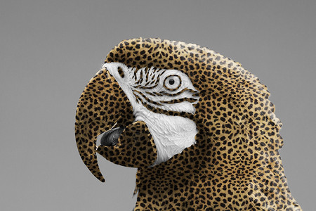 Macaw鹦鹉印有豹与世隔绝高清图片