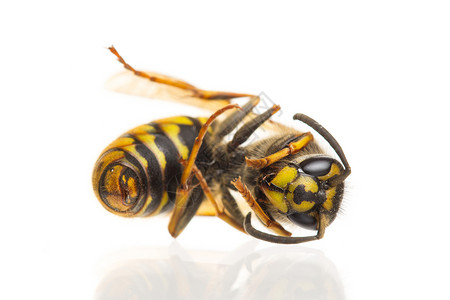黄蜂女王白孤立的死黄蜂Vespula粗俗的宏背景