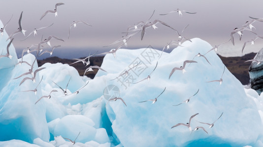 Jokulsarlon的鸟人冰岛东南部的一个大型冰川湖图片