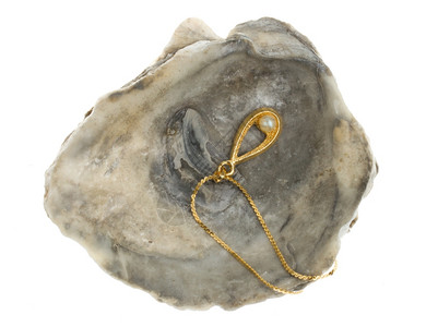 金项链白底的牡蛎贝壳里有珍珠金项链图片
