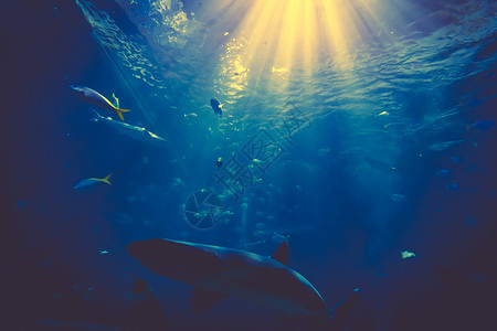 海底鲨鱼照片水下有阳光的鲨鱼高清图片