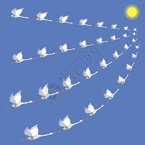 白鹅之锁蓝天背景下的野鸟飞翔季节迁移到华美克林姆斯图片