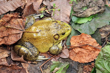 栖息在自然地的穆迪绿色公牛青蛙高清图片