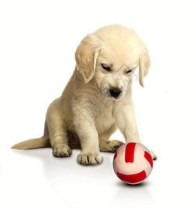 红色的玩具球小金狗猎犬坐着看玩具球金小狗背景