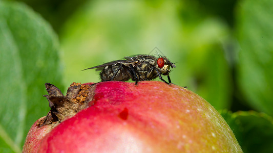 苹果虫子坐在红苹果顶上的飞翔背景