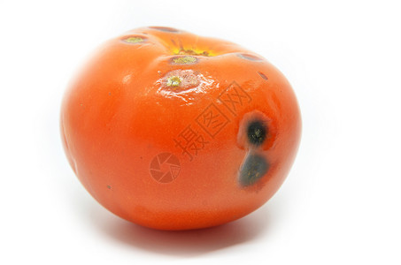 白色背景上孤立的腐化番茄图片