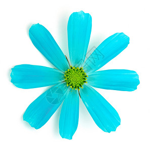 白蓝菊花背景图片
