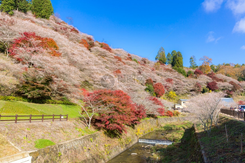 名古屋奥巴拉秋天的风景樱花春日秋朵图片