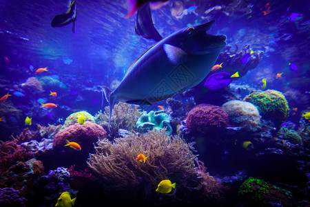 水下世界生命景观图片