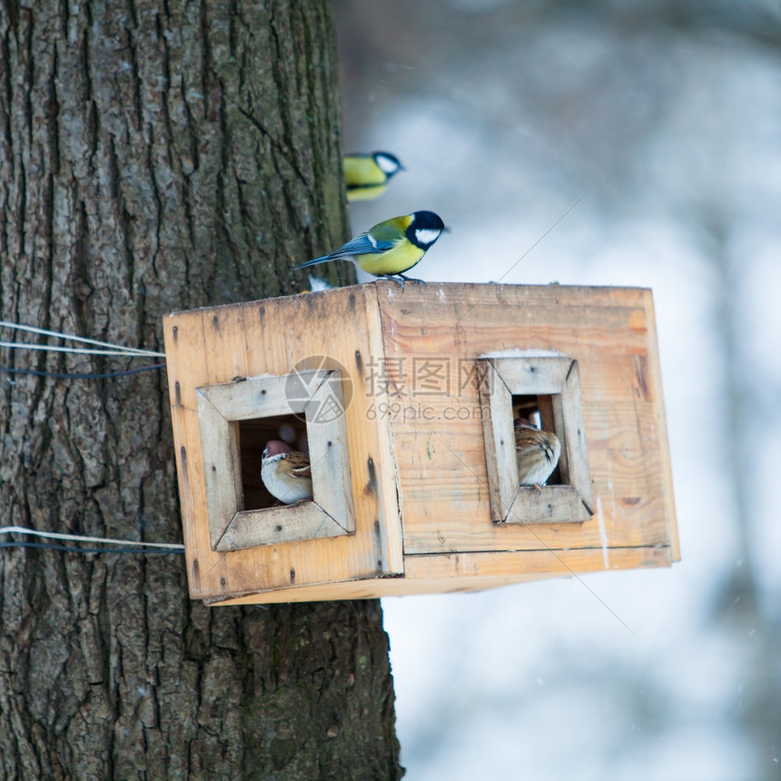 鸟儿喂食者的树屋冬天公园的鸟儿喂食者图片