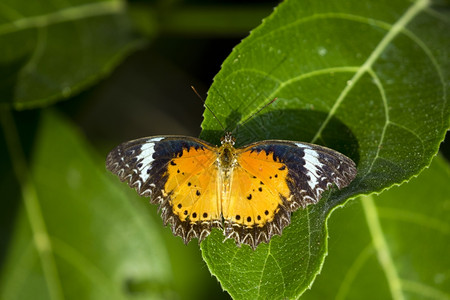 蝴蝶在树叶上粘贴自然背景上的图像昆虫动物图片