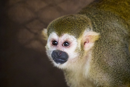 笼子里有只松鼠猴的照片野生动物甜的高清图片素材