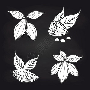 黑板上叶子的可豆黑板上叶子的白可豆板上叶子的白可豆图片