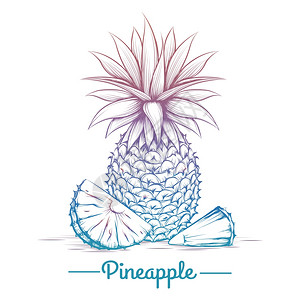 丰富多彩的菠萝草图色的菠萝草图与白色背景隔绝矢量插图图片