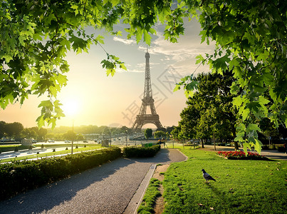 巴黎鸽子法国巴黎埃菲尔铁塔附近的JardinsduTrocadero背景