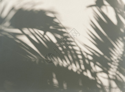 白墙上的棕榈叶阴影图片