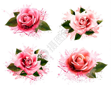 美丽的玫瑰花矢量插画图片
