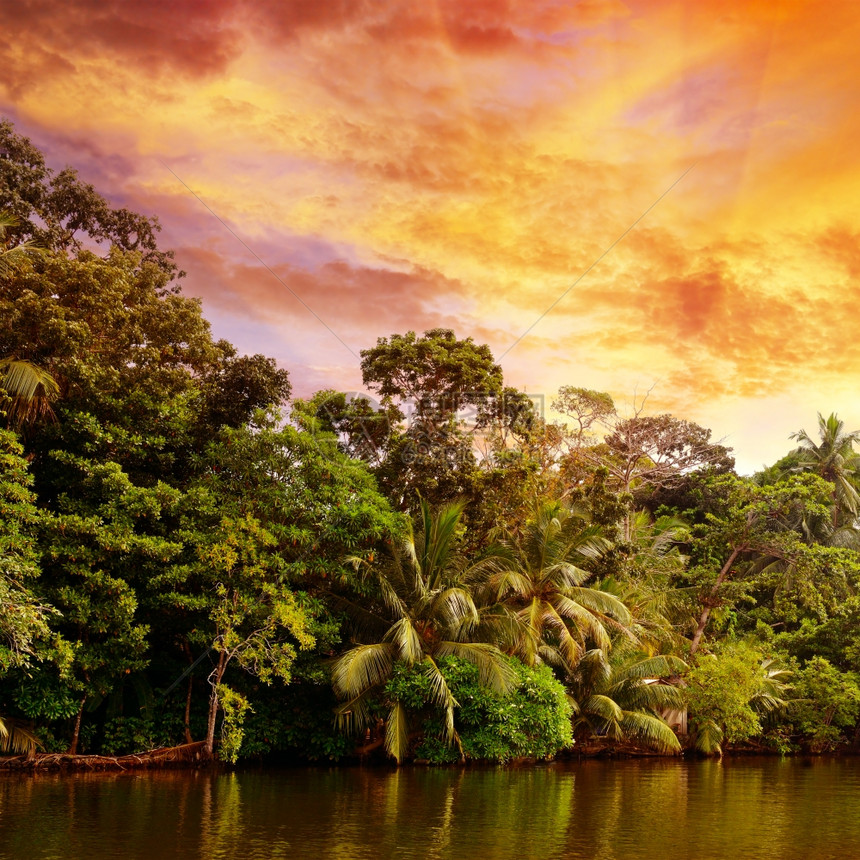 明亮的日出在丛林中湖泊上图片