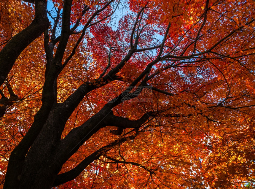 日本的秋色图片