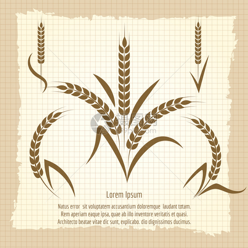 小麦树枝古代海报设计小麦树枝矢量说明收获古代海报设计小麦树枝矢量说明图片