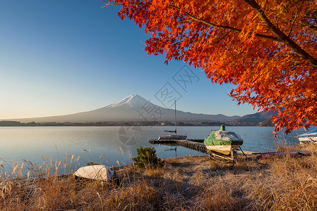 秋色来自川口子湖的藤风景图片