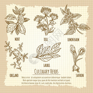 古典烹饪草药信息海报设计矢量插图图片