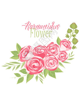 粉红色玫瑰花插图背景图片