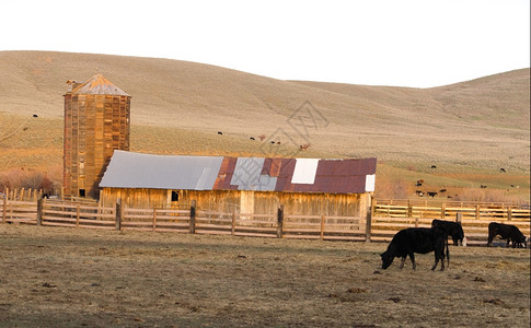 日落时一头奶牛在谷仓前吃草图片