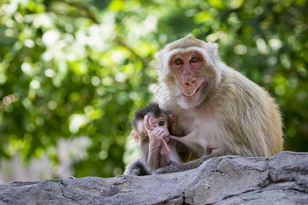 大自然背景中的母猴子和小的图像野生动物多毛的高清图片素材