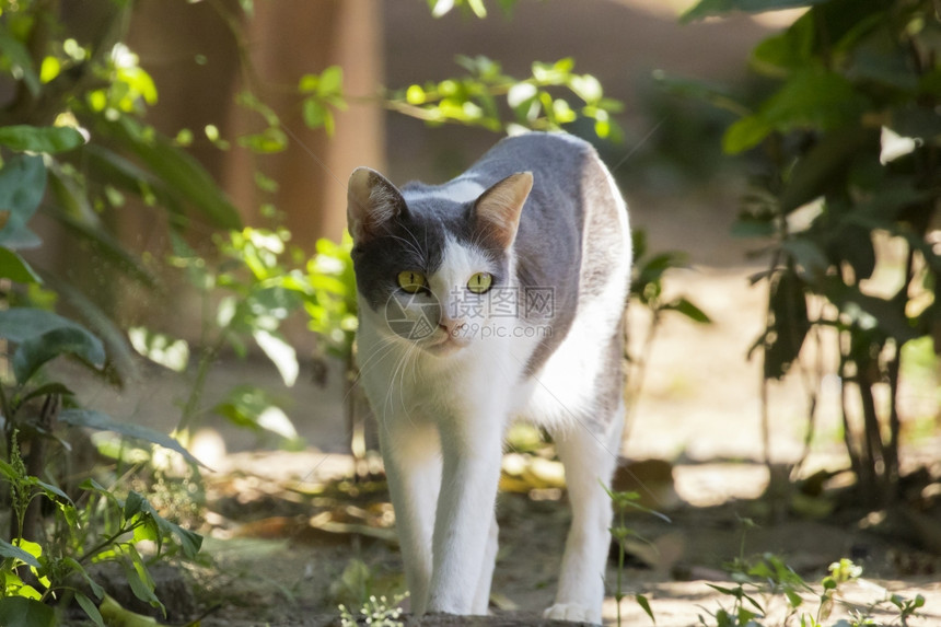 猫的图像自然背景的宠物图片