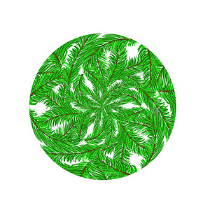 Fir白色背景的绿分支模式绿色分支模式图片