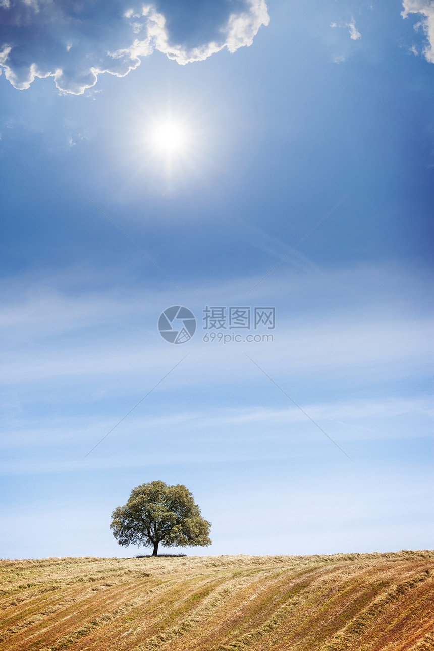 蓝晴的天空上山丘孤树图片