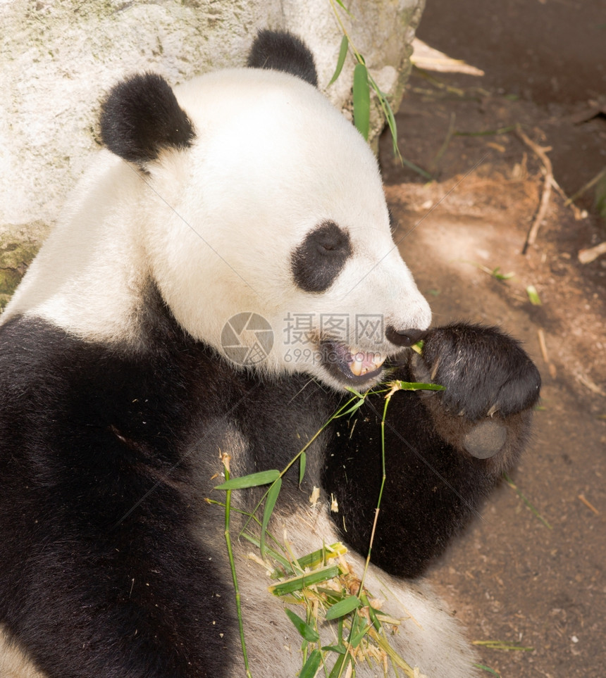 濒危巨熊猫在竹上喂食时放松图片