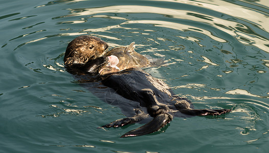 水獭婴孩食用鱼类海洋港野生物背景