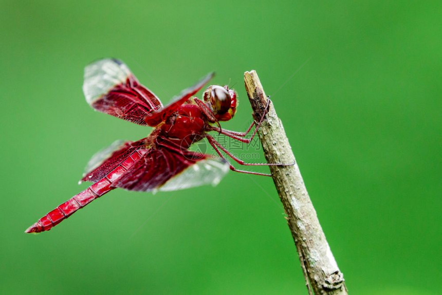 自然背景上的红Camaciniakenantea图像昆虫图片