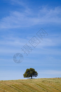 蓝天上山丘有孤树的乡村风景图片