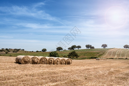 乡村夏季风景农田地和收成景色图片