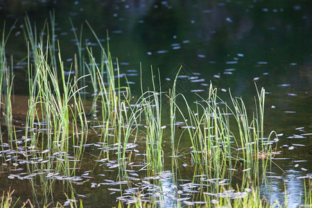 池塘绿草生长图片