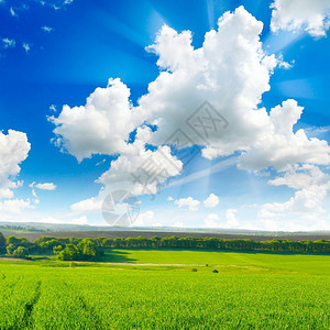 春田里有小麦和明蓝的天空图片
