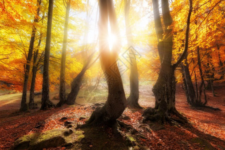 阳光明日秋色森林图片