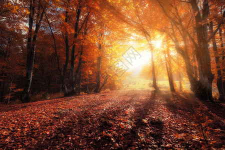 阳光明日秋色森林图片